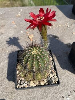 Lobivia hertrichiana